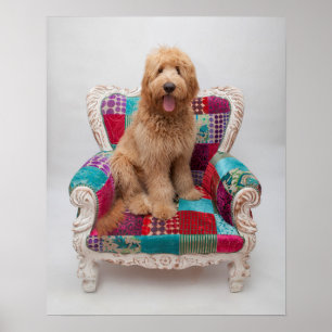 Getty avbildar gulliga Goldendoodle Poster