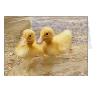 Getty avbildar luddiga gula Ducklings Hälsningskort