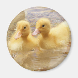 Getty avbildar luddiga gula Ducklings Magnet