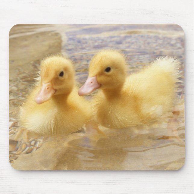 Getty avbildar | luddiga gula Ducklings Musmatta (Framsidan)