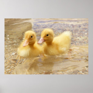 Getty avbildar luddiga gula Ducklings Poster