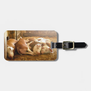 Getty avbildar Snuggling grisar Bagagebricka