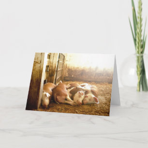 Getty avbildar Snuggling grisar Kort