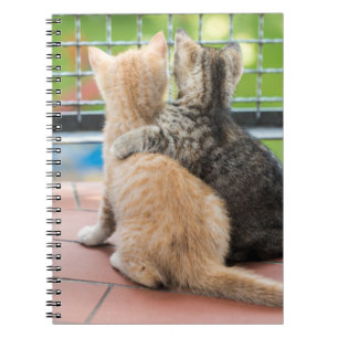 Getty avbildar   två kattungar på en balkong anteckningsbok med spiral