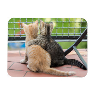 Getty avbildar två kattungar på en balkong magnet
