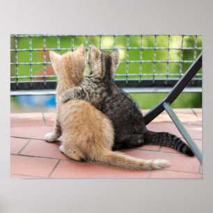 Getty avbildar två kattungar på en balkong poster