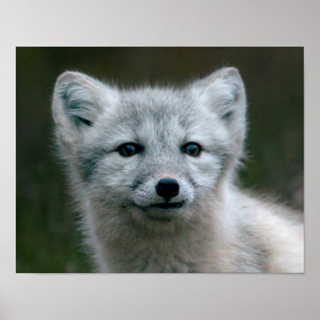 Getty Bilder | Arktisk rävkam Poster (Framsidan)