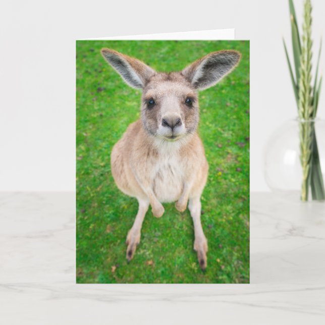Getty Bilder | Baby Kangaroo Kort (Framsida)