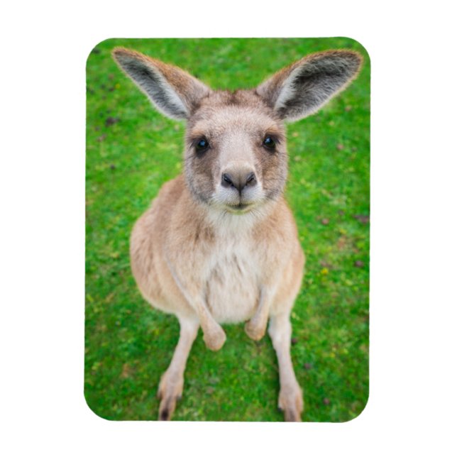 Getty Bilder | Baby Kangaroo Magnet (Vertikal)