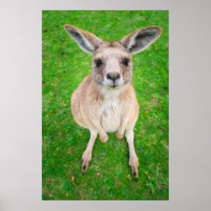 Getty Bilder Baby Kangaroo Poster