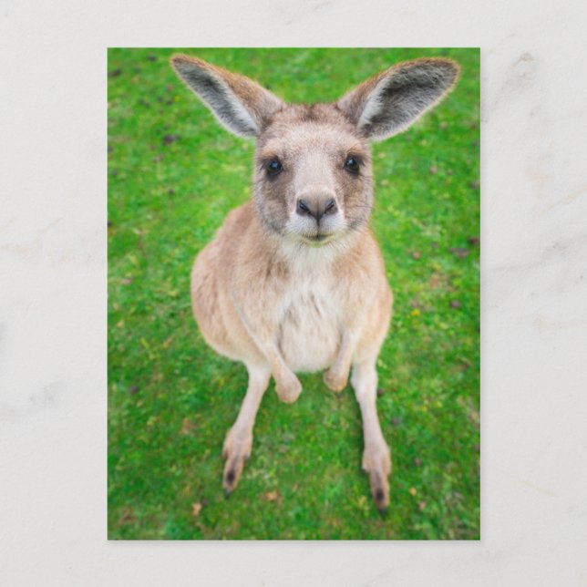 Getty Bilder | Baby Kangaroo Vykort (Framsida)