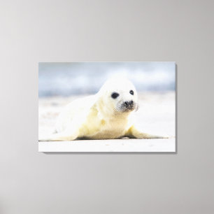 Getty Bilder   Baby Seal
