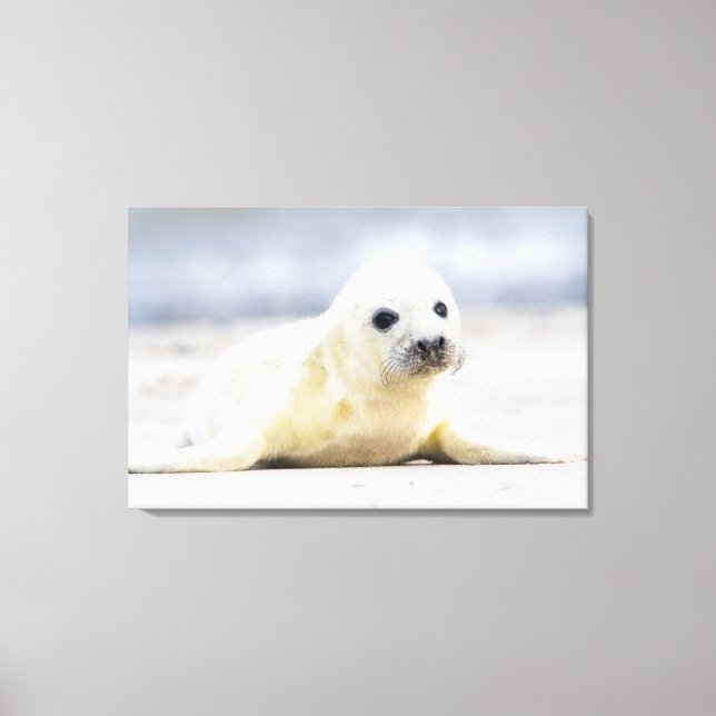 Getty Bilder | Baby Seal (Framsida)