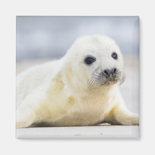 Getty Bilder | Baby Seal Magnet (Framsidan)