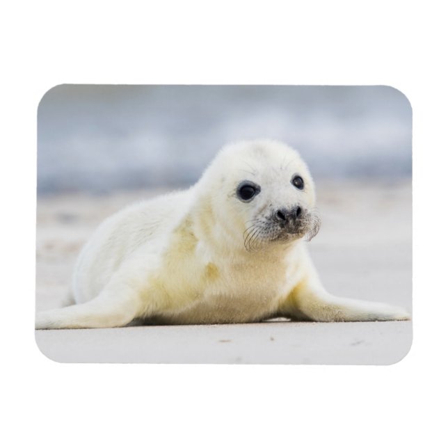 Getty Bilder | Baby Seal Magnet (Horisontell)