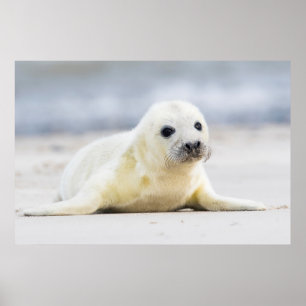 Getty Bilder Baby Seal Poster