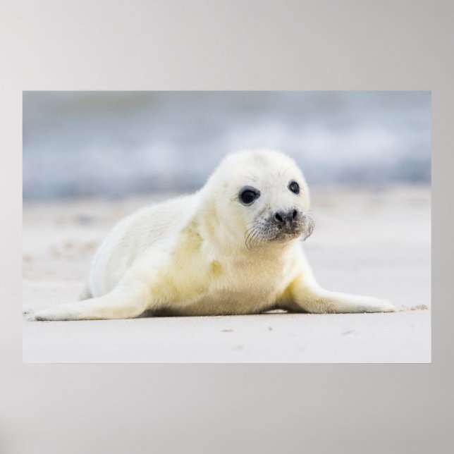 Getty Bilder | Baby Seal Poster (Framsidan)