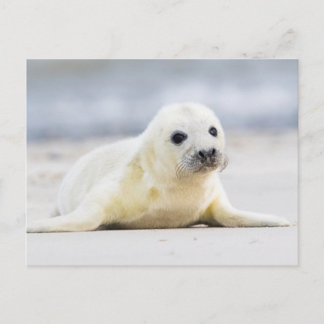Getty Bilder | Baby Seal Vykort (Framsida)