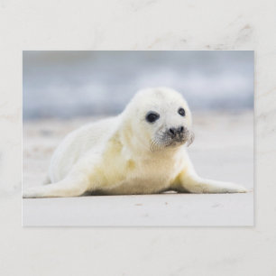Getty Bilder Baby Seal Vykort
