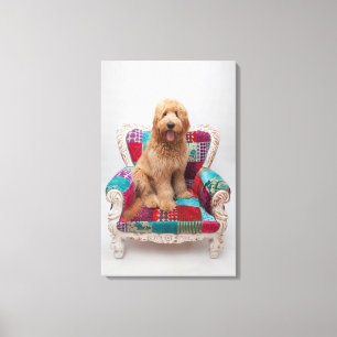 Getty Bilder   Cute Goldendoodle