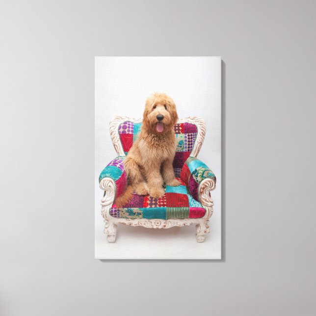Getty Bilder | Cute Goldendoodle (Framsida)