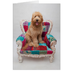 Getty Bilder  Cute Goldendoodle Hälsningskort