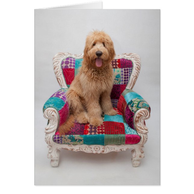 Getty Bilder| Cute Goldendoodle Hälsningskort (Framsidan)