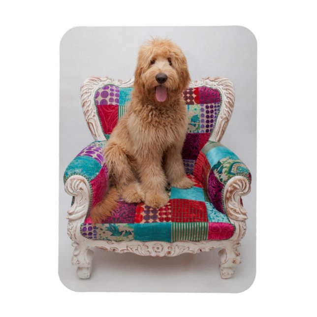 Getty Bilder | Cute Goldendoodle Magnet (Vertikal)