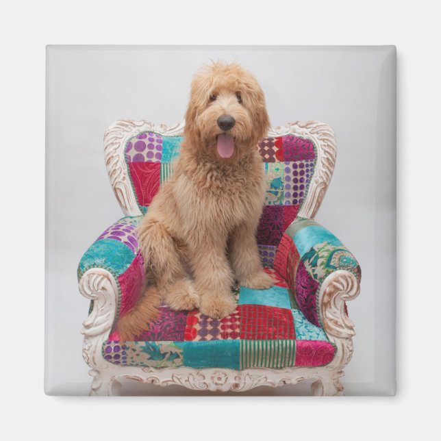 Getty Bilder | Cute Goldendoodle Magnet (Framsidan)