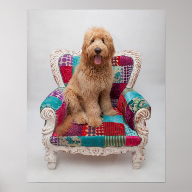 Getty Bilder | Cute Goldendoodle Poster (Framsidan)