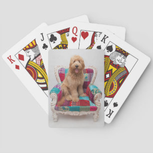 Getty Bilder Cute Goldendoodle Spelkort