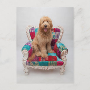 Getty Bilder Cute Goldendoodle Vykort