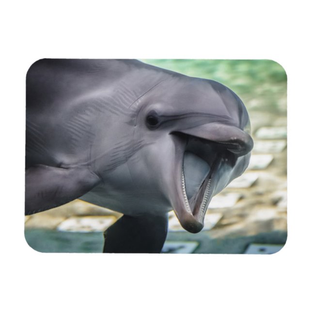Getty Bilder | Delfiner Magnet (Horisontell)