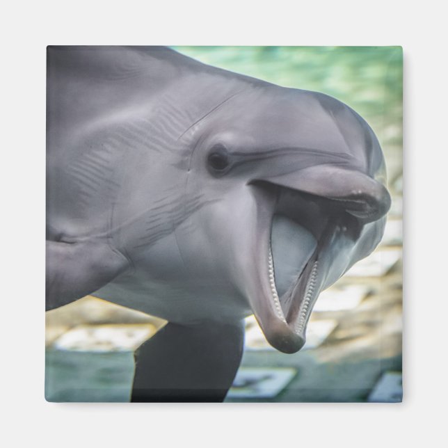 Getty Bilder | Delfiner Magnet (Framsidan)