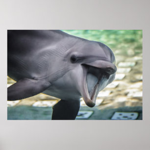 Getty Bilder Delfiner Poster