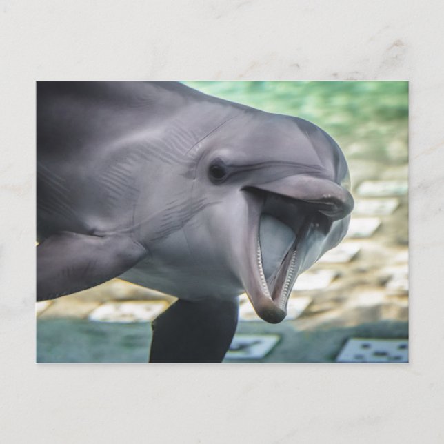 Getty Bilder | Delfiner Vykort (Framsida)
