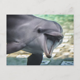 Getty Bilder Delfiner Vykort