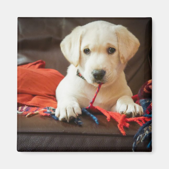 Getty Bilder | Doft vid Soffa Magnet (Framsidan)