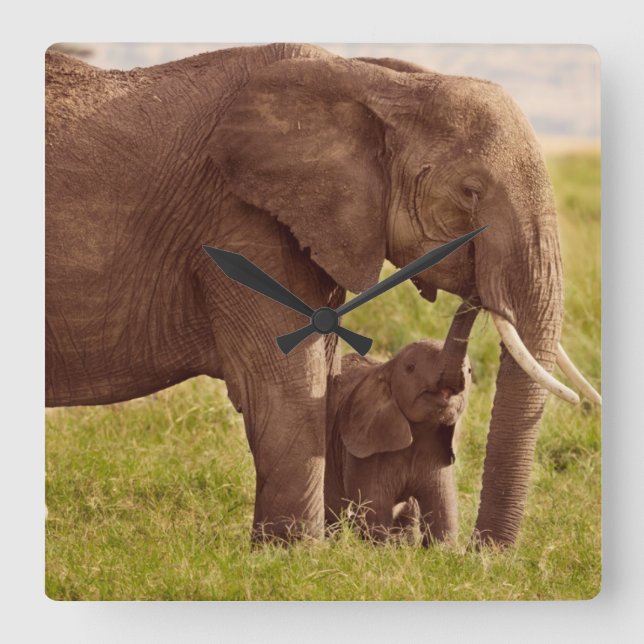 Getty Bilder | Elefant & Baby Fyrkantig Klocka (Framsida)