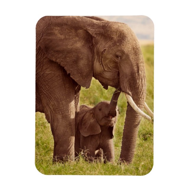 Getty Bilder | Elefant & Baby Magnet (Vertikal)