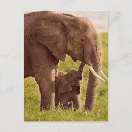 Getty Bilder | Elefant & Baby Vykort