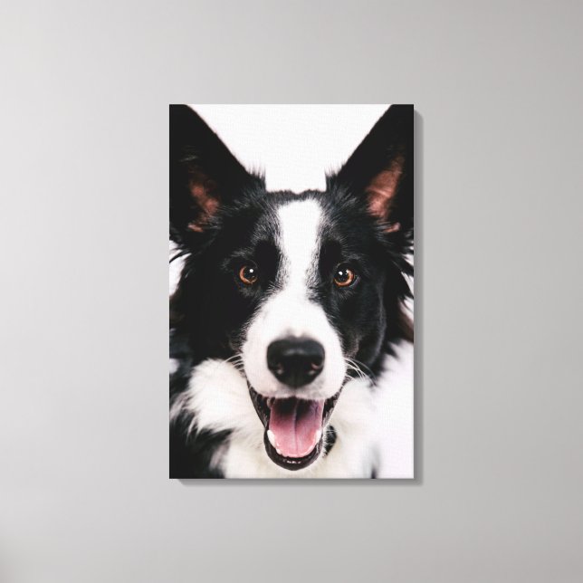 Getty Bilder | En leende Gräns Collie (Framsida)