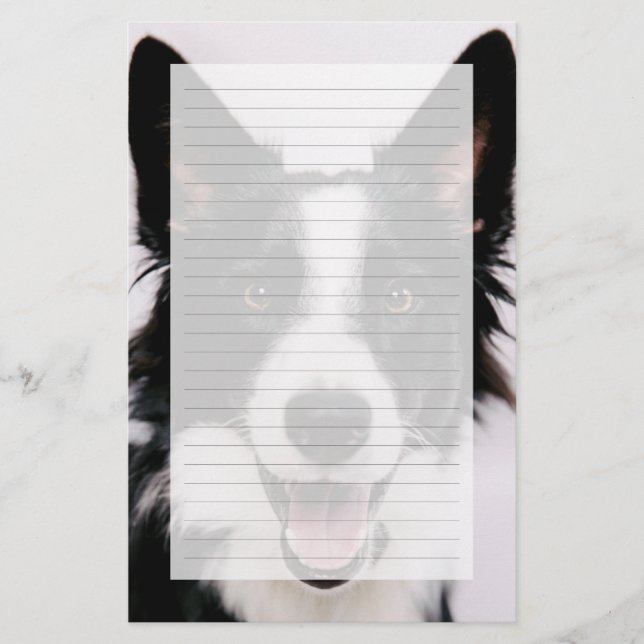 Getty Bilder | En leende Gräns Collie (Framsida)