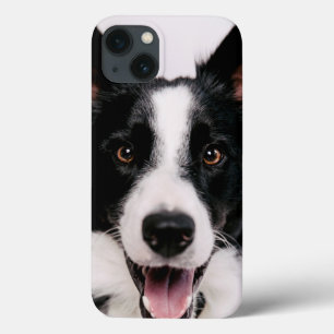 Getty Bilder   En leende Gräns Collie