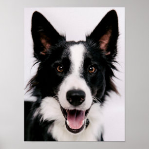 Getty Bilder   En leende Gräns Collie Poster