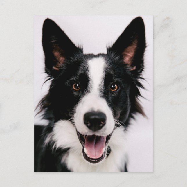 Getty Bilder | En leende Gräns Collie Vykort (Framsida)