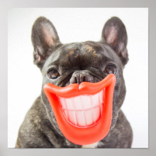 Getty Bilder En leende Hund Poster