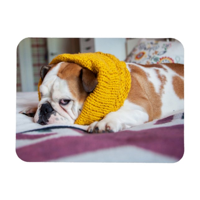 Getty Bilder | Engelsk bulldog Magnet (Horisontell)