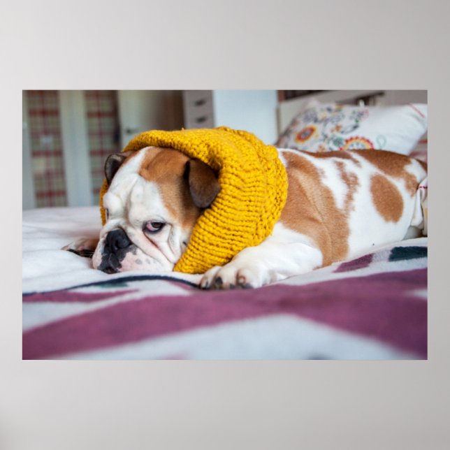 Getty Bilder | Engelsk bulldog Poster (Framsidan)