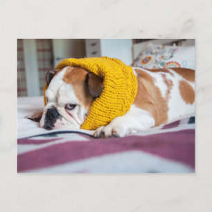 Getty Bilder Engelsk bulldog Vykort